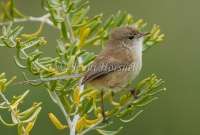 White-winged Fairy-wren - Malurus leucopterus 2609