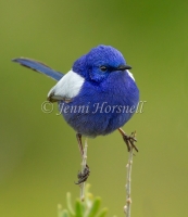 White-winged Fairy-wren - Malurus leucopterus 2640