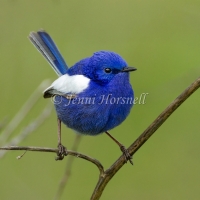 White-winged Fairy-wren - Malurus leucopterus 2644