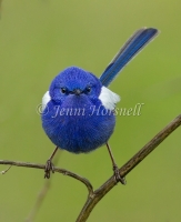 White-winged Fairy-wren - Malurus leucopterus 2645
