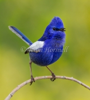 White-winged Fairy-wren - Malurus leucopterus 2705