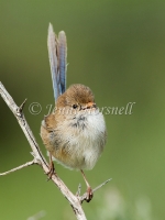 White-winged Fairy-wren - Malurus leucopterus 2788