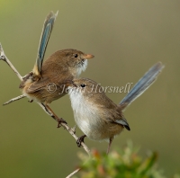 White-winged Fairy-wren - Malurus leucopterus 2799