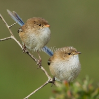 White-winged Fairy-wren - Malurus leucopterus 2814