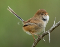 White-winged Fairy-wren - Malurus leucopterus 2876