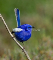 White-winged Fairy-wren - Malurus leucopterus 3327