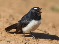 Willie Wagtail - Rhipidura leucophrys 0375