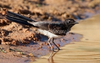 Willie Wagtail - Rhipidura leucophrys 1529