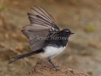 Willie Wagtail - Rhipidura leucophrys 6102