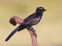Willie Wagtail - Rhipidura leucophrys 1576