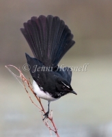 Willie Wagtail - Rhipidura leucophrys 5430