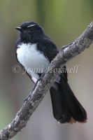 Willie Wagtail - Rhipidura leucophrys 3056