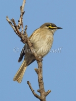 Yellow-faced Honeyeater - Lichenostomus chrysops 7764