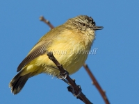 Yellow-rumped Thornbill - Acanthiza chrysorrhoa 2161