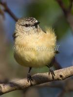 Yellow-rumped Thornbill - Acanthiza chrysorrhoa 2214