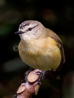 Yellow-rumped Thornbill - Acanthiza chrysorrhoa 4440