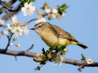 Yellow-rumped Thornbill - Acanthiza chrysorrhoa 5069
