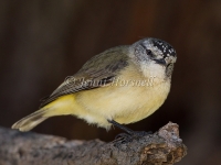 Yellow-rumped Thornbill - Acanthiza chrysorrhoa 7205