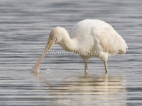 Yellow-billed Spoonbill - Platalea flavipes 5839