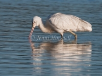 Yellow-billed Spoonbill - Platalea flavipes 0171