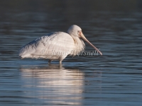 Yellow-billed Spoonbill - Platalea flavipes 0202