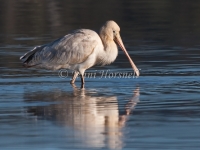 Yellow-billed Spoonbill - Platalea flavipes 0222