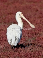 Yellow-billed Spoonbill - Platalea flavipes 1645