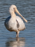 Yellow-billed Spoonbill - Platalea flavipes 5420