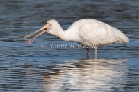 Yellow-billed Spoonbill - Platalea flavipes 5446
