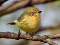 Yellow Thornbill - Acanthiza nana 2575