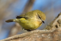 Yellow Thornbill - Acanthiza nana 2829