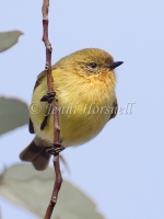 Yellow Thornbill - Acanthiza nana 4401