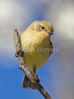 Yellow Thornbill - Acanthiza nana 5160