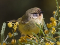 Yellow Thornbill - Acanthiza nana 8095