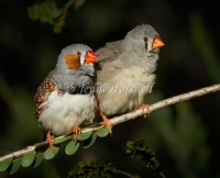 Zebra Finch - Taeniopygia guttata 7709