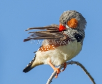 Zebra Finch - Taeniopygia guttata 7784