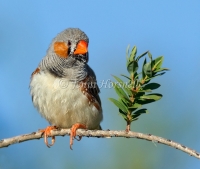 Zebra Finch - Taeniopygia guttata 7805