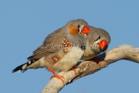 Zebra Finch - Taeniopygia guttata 8105