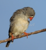 Zebra Finch - Taeniopygia guttata 8166