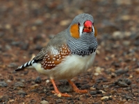 Zebra Finch - Taeniopygia guttata 7412