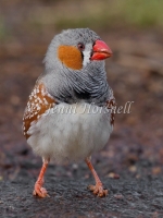 Zebra Finch - Taeniopygia guttata 7439