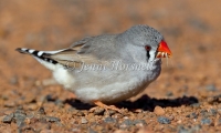 Zebra Finch - Taeniopygia guttata 8489