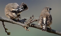 Zebra Finch - Taeniopygia guttata 9791