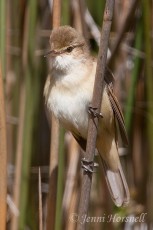 Australian Reed-Warbler - Acrocephalus australis4962
