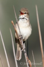 Australian Reed-Warbler - Acrocephalus australis 5093