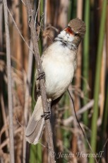 Australian Reed-Warbler - Acrocephalus australis 5124