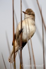 Australian Reed-Warbler 3 - Acrocephalus australis