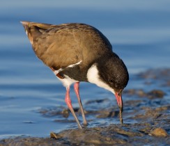 Red-kneed Dotterel 4497