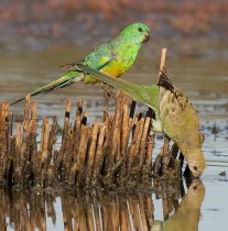 Red-rumped Parrot male  female 3645