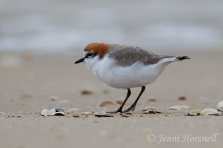 red-capped plover 0671